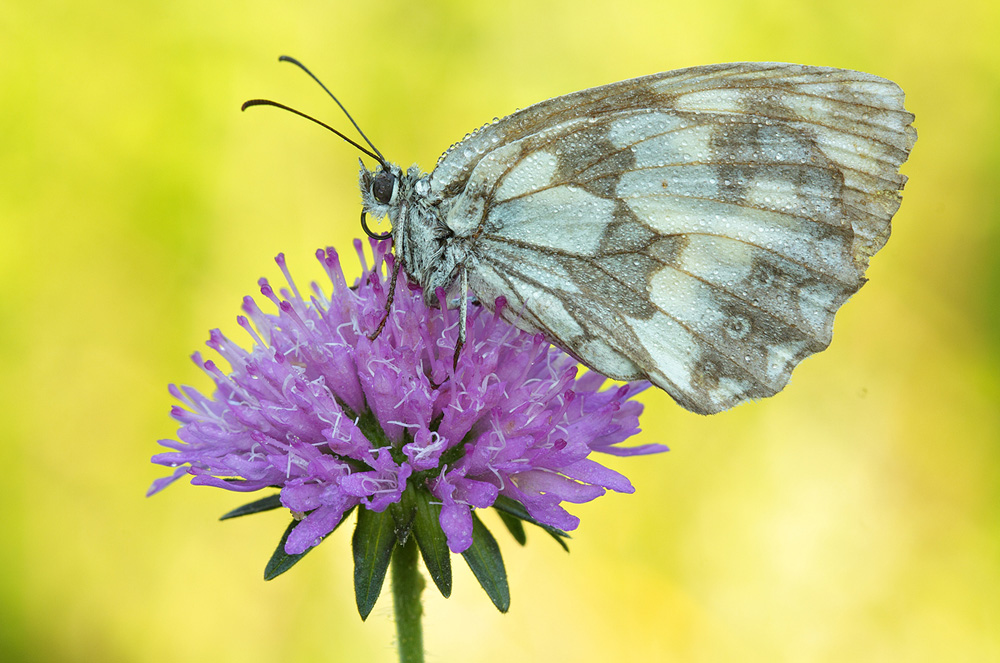 Melanargia Galathea